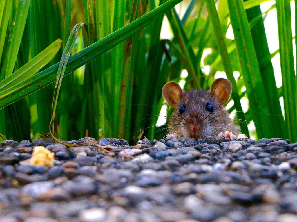 ratoncito vigilando